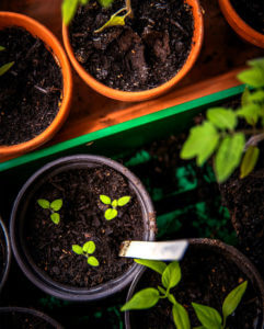FB-2022_0000 Plants